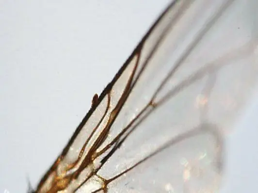 Fly Classique Collection